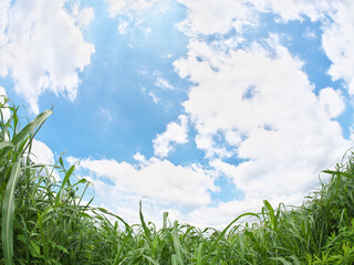 草原と青空に浮かぶ雲 (魚眼Ver)