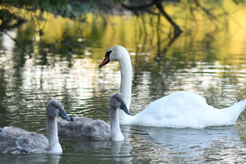 swans on the river