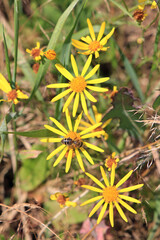 bright beautiful flowers in  botanical garden