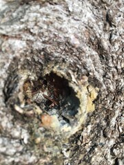 bark of a tree