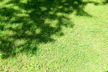 green grass texture background with shadow of the tree