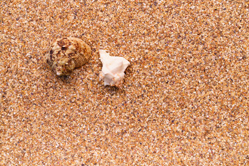 Sea sand with seashells as background, space for text.