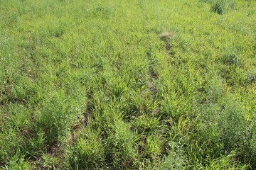 Green grass in midday sunny day summertime