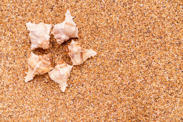 Fototapeta na wymiar Sea sand with seashells as background, space for text.