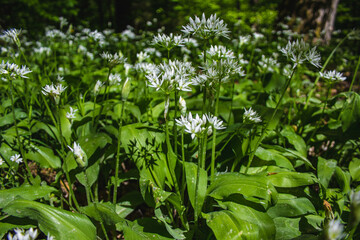 Fresh green blooming ramson (also called wild leek or wild garlic) is growing in forest in Germany