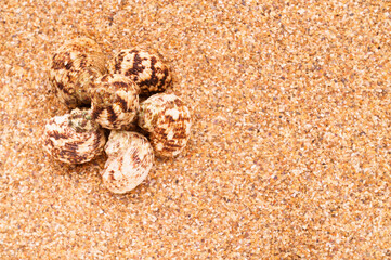 Sea sand with seashells as background, space for text.