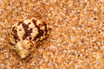 Sea sand with seashells as background, space for text.