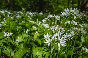 Fresh green blooming ramson (also called wild leek or wild garlic) is growing in forest in Germany