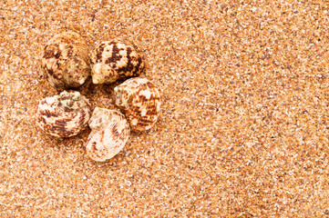 Sea sand with seashells as background, space for text.