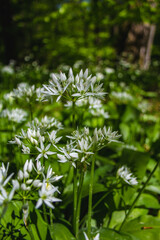 Fresh green blooming ramson (also called wild leek or wild garlic) is growing in forest in Germany
