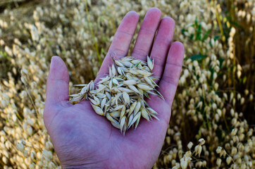 Close up of hands examining oats growth