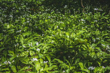 Fresh green blooming ramson (also called wild leek or wild garlic) is growing in forest in Germany