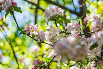 Apple tree blossoms on a tree. Beautiful white flowers on a sunny day