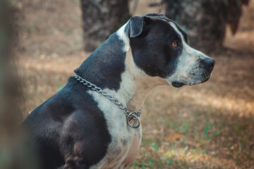 portrait of a dog