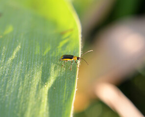 On the plant Western corn beetle