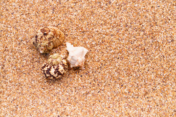 Sea sand with seashells as background, space for text.