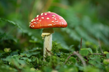 Close up of toadstool mushrooms, fly agaric  on the forest floor, Bavaria, Germany