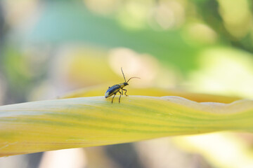 On the plant Western corn beetle