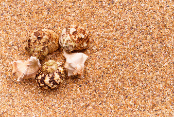 Sea sand with seashells as background, space for text.