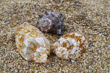 Sea sand with seashells as background, space for text.