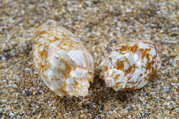 Sea sand with seashells as background, space for text.