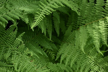 Green fern leaves