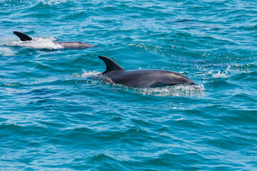 Pair of dolphins in Bay of Islands, New Zealand