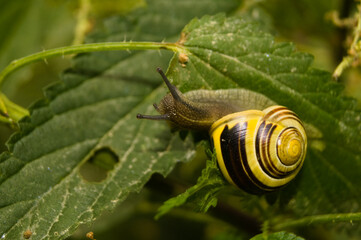 Snail on a leaf on a summer day.