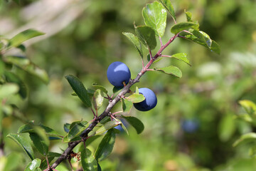 Blue berries of blackthorn ripen on bushes