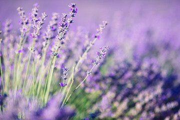 Sunset over a violet lavender field outdoors