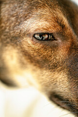 A close portrait of a little dog.