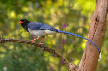 The red-billed blue magpie is a species of bird in the crow family, Corvidae. It is about the same size as the Eurasian magpie but has a much longer tail, one of the longest tails of any corvid
