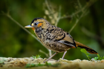 Rufous-chinned Laughingthrush, Birds of Himalaya