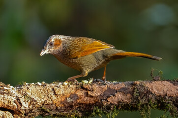 Streaked laughingthrush