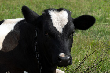 A black calf on a leash lies in the grass in a meadow.