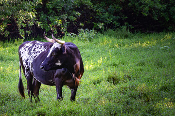 Obraz premium Cow Grazing in the Pasture