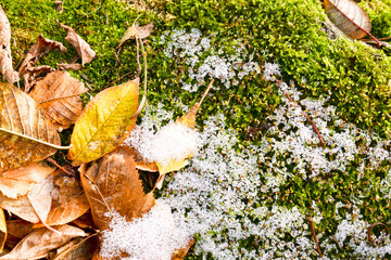 autumn leaves  and moss on the ground covered by snow