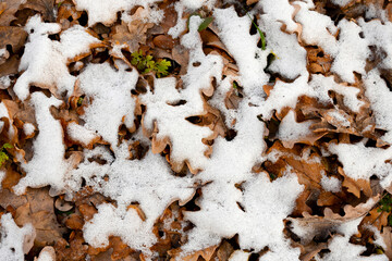 autumn oak leaves on the ground covered by snow