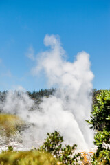 Pohutu Geyser in Te Puia