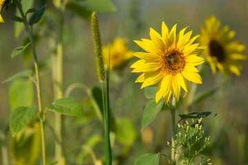 
beautiful delicate yellow sunflower close-up in green grass