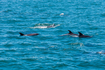 Fototapeta premium Pod of Dolphins in Bay of Islands, New Zealand