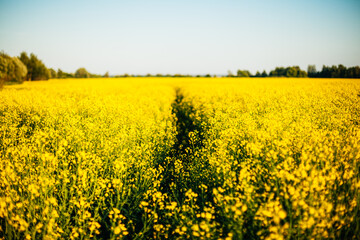 Obraz premium Beauty spring view of field landscape with yellow rapeseed.