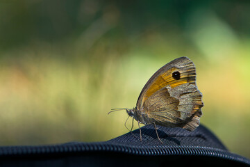 Obraz premium delicate orange butterfly close-up side view