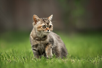 Naklejka na ściany i meble curious tabby british shorthair kitten outdoors in summer