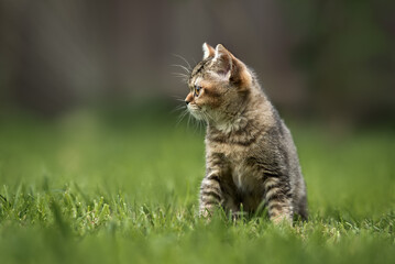 Naklejka na ściany i meble tabby british shorthair kitten sitting on grass in summer