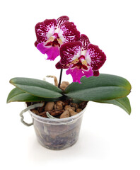 Pink orchid flowers.