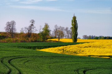 Fototapeta premium The rural landscape, the picture shows a view of the flowering rapeseed, Poland around Sztum