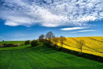 Fototapeta premium The rural landscape, the picture shows a view of the flowering rapeseed, Poland around Sztum