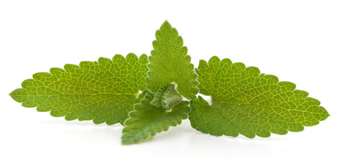Leaves of green mint.