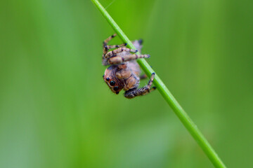 
macro small jumping spider on the grass with a green background